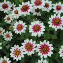 Zinnia x 'Zahara Starlite' (2)